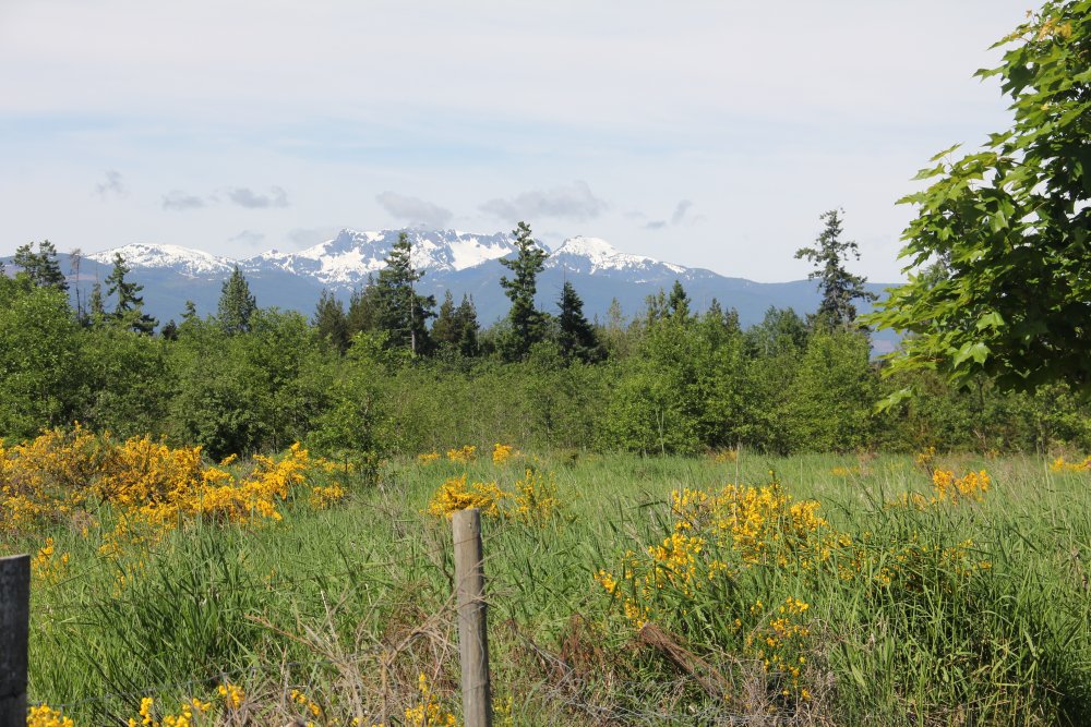 Vancouver Island Mountains with Scotch Broom in Foreground